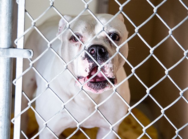 large shelter dog in kennel run