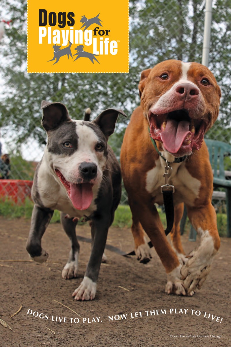 Dogs Playing for Life Resource Manual p1