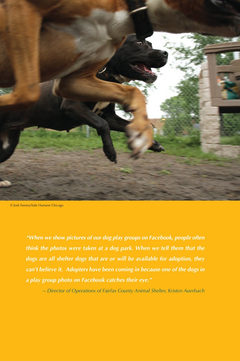 Dogs Playing for Life Resource Manual p2