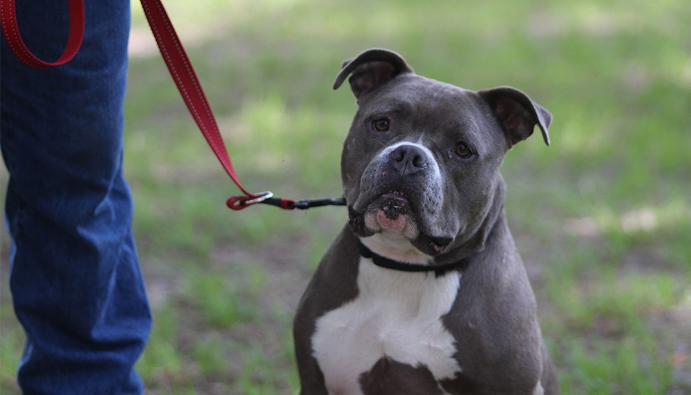 Dog curious Canine Center