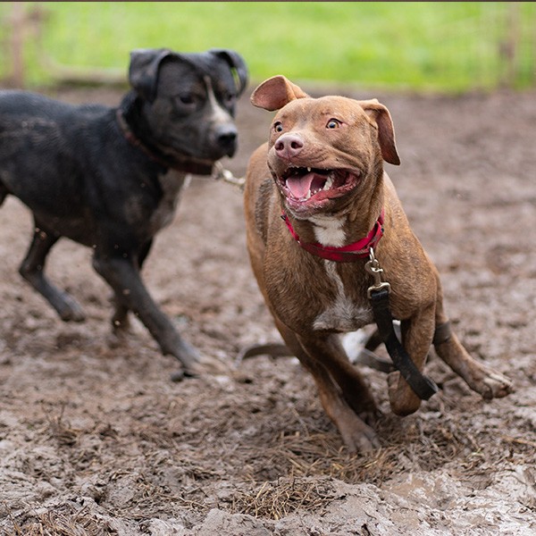 Dogs Running in the Mud Playgroup