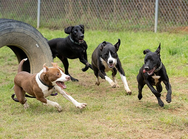 Dog playgroup