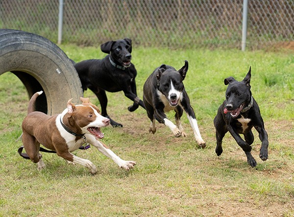 Dogs Disclosed - WHY PROVIDING ENRICHMENT FOR DOGS IS SO IMPORTANT  Enrichment is defined as the action of improving or enhancing the quality  or value of something. Enrichment for dogs is about