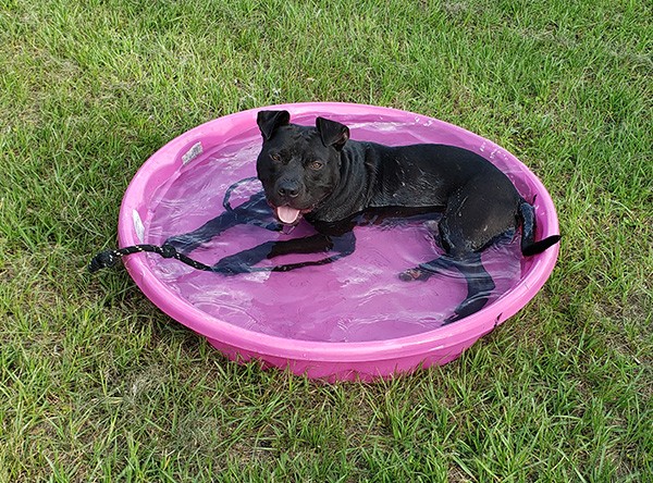 Pesto loves his pink pool