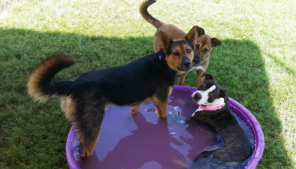 https://dogsplayingforlife.com/wp-content/uploads/2020/08/Playgroup-PVAS-Pool-party.jpg