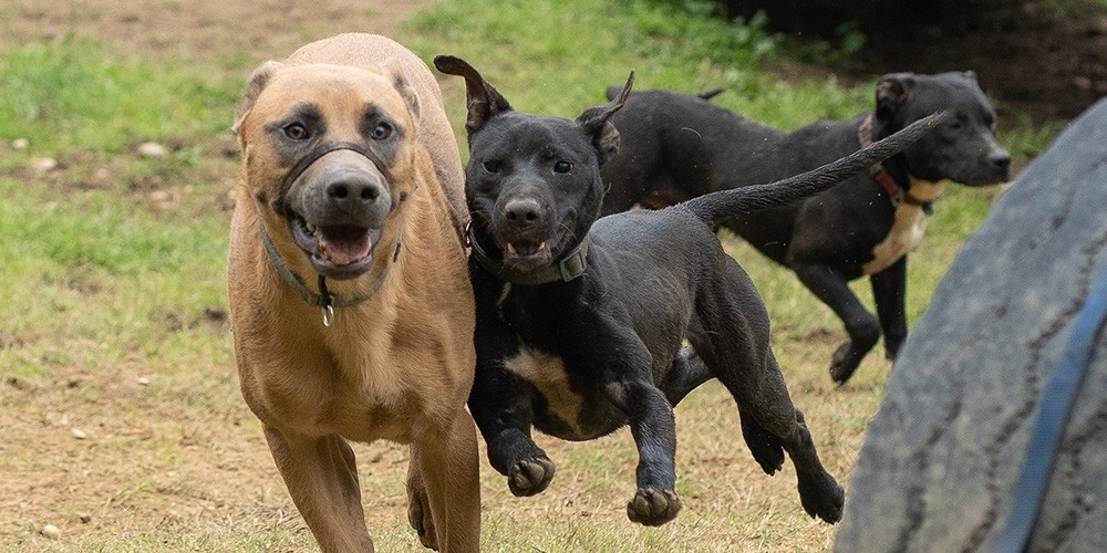 Dogs Running and Playing Shelter