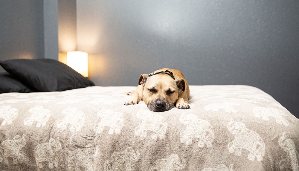 Shadow Program Dorm Room with Overnight Dog