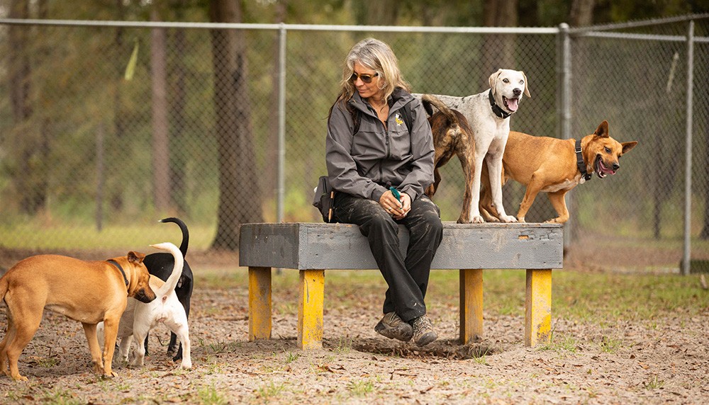 Playgroup Aimee Sadler Canine Center FL