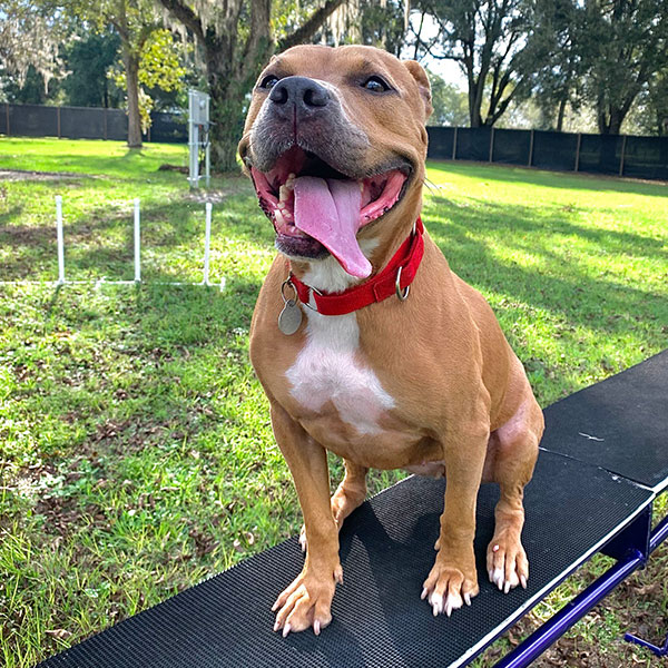 Kate-happy-at-Canine-Center-FL