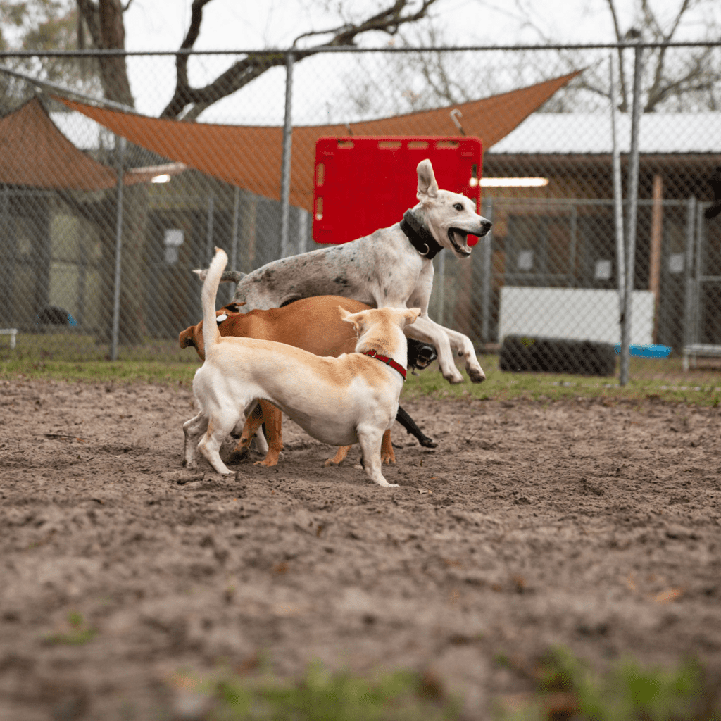 3-dogs-playing-sq