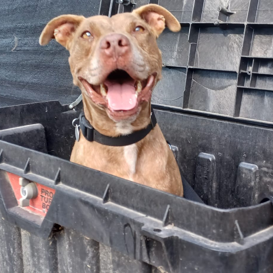 dog-in-cargo-bin-sq