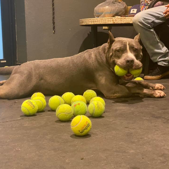 dog-tennis-balls-floor-sq