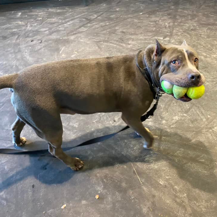 dog-tennis-balls-mouth-sq