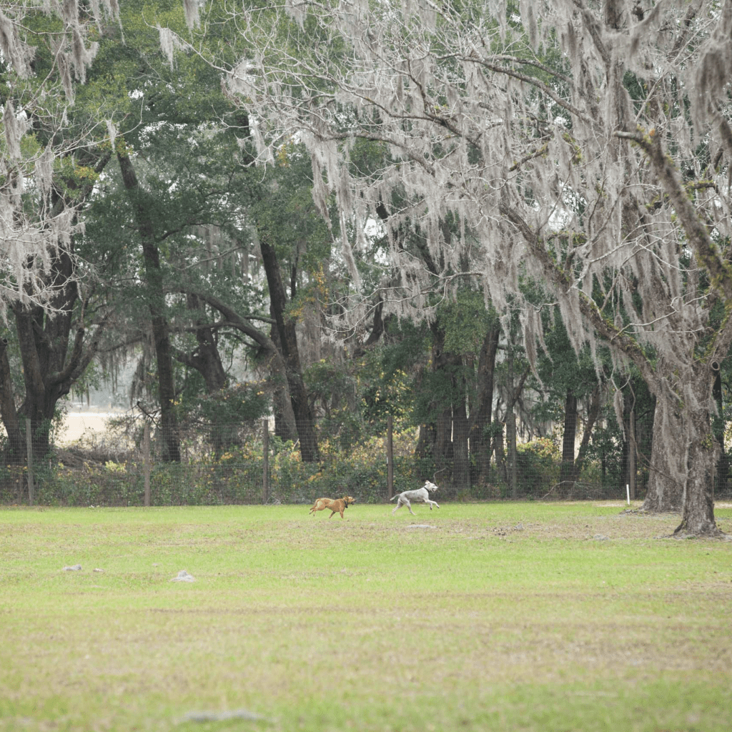 dogs-running-wide-shot-trees-sq