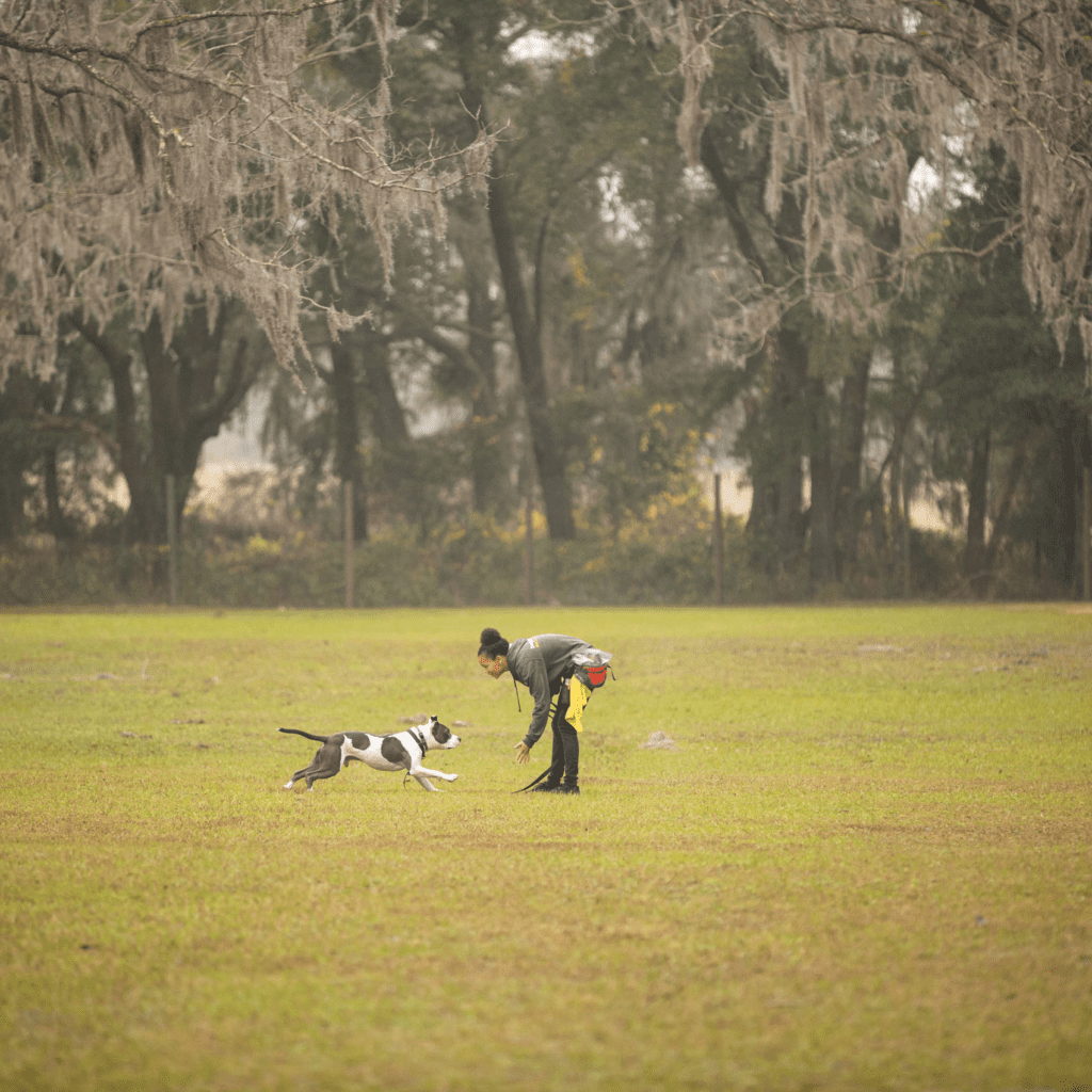 wide-shot-trainer-dog-trees-sq