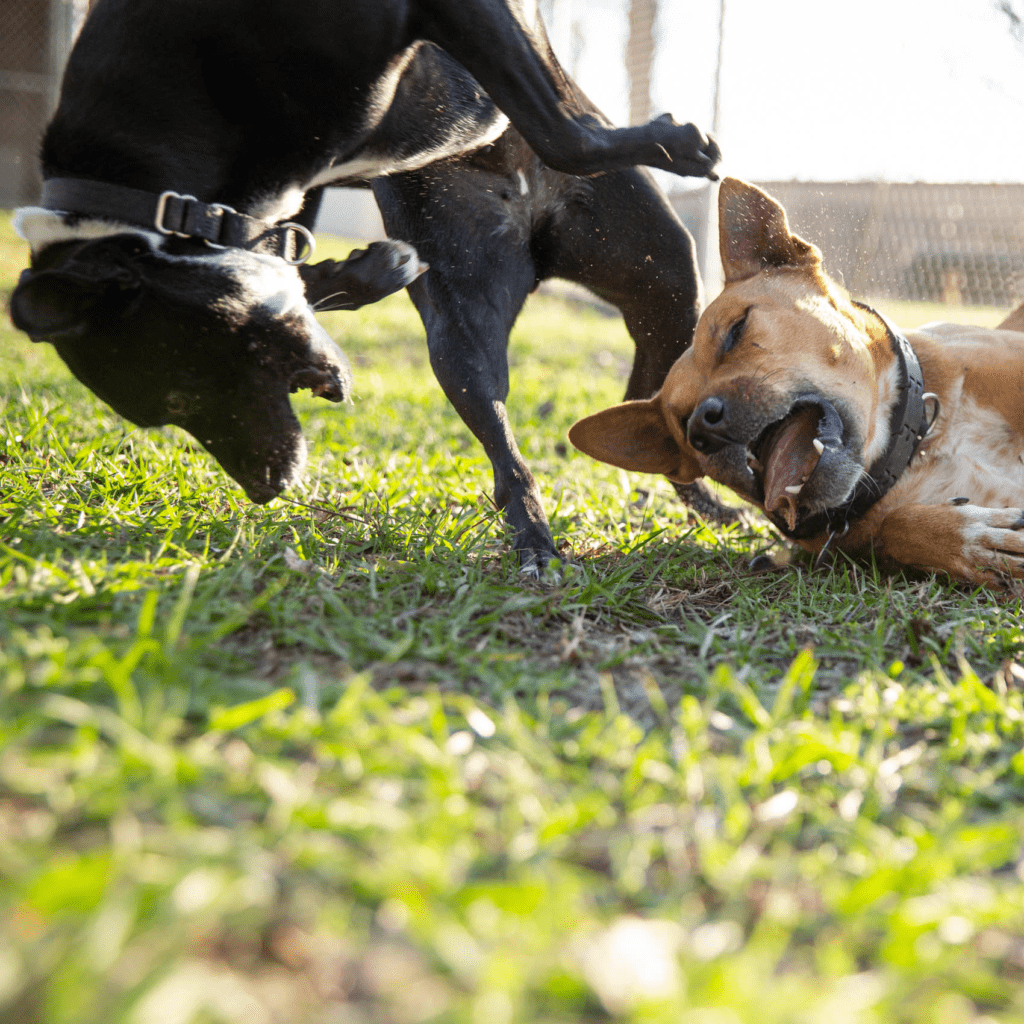 2-dogs-playing-sq