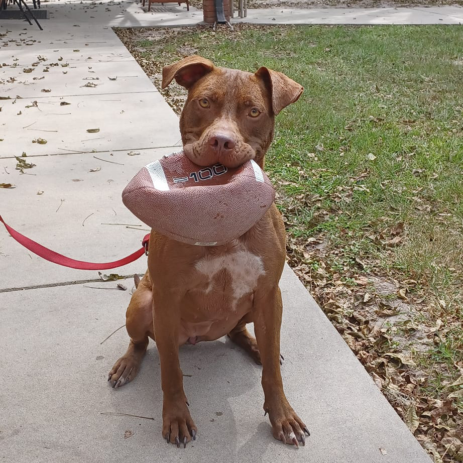 dog-with-football-sq