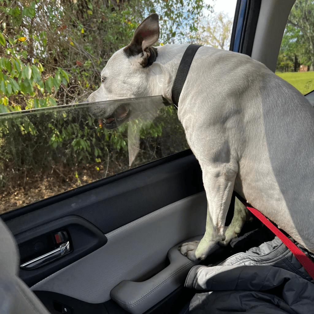 white-dog-car-window-sq